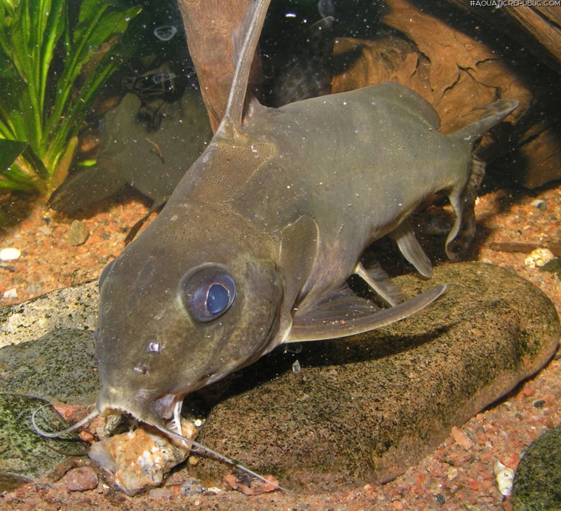 Synodontis nummifer