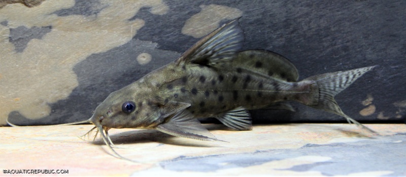 Synodontis ocellifer