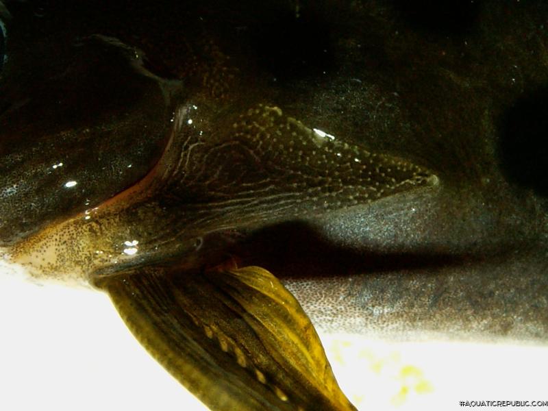 Synodontis ocellifer