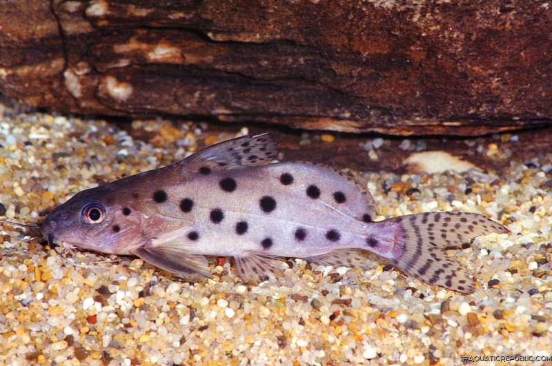 Synodontis ocellifer