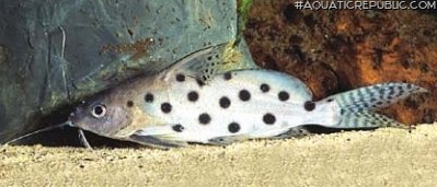 Synodontis ocellifer