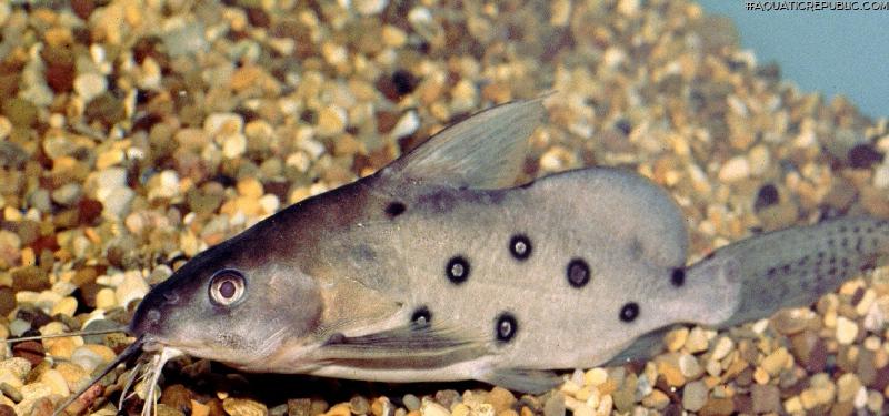 Synodontis ocellifer