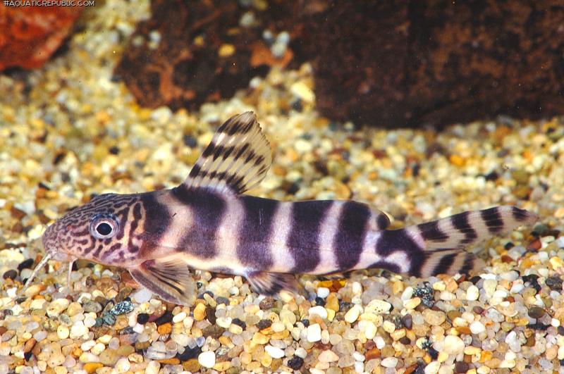 Synodontis ornatipinnis