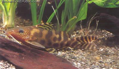 Synodontis ornatipinnis