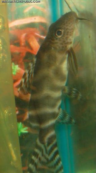 Synodontis ornatipinnis