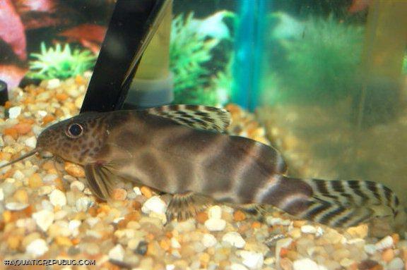 Synodontis ornatipinnis