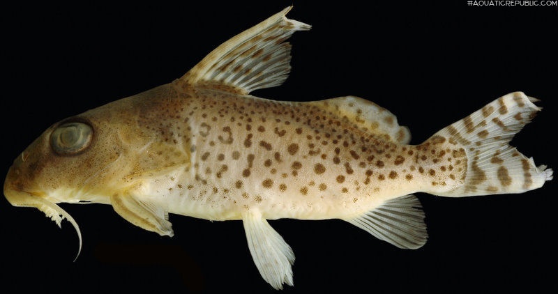 Synodontis ornatissimus