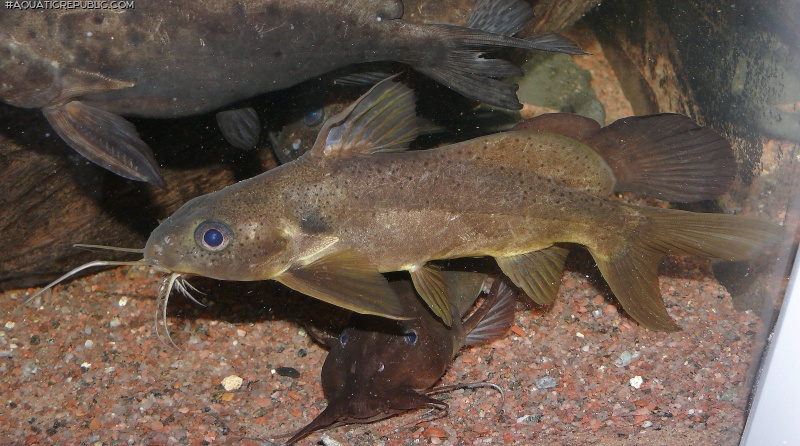 Synodontis ouemeensis