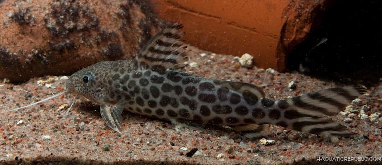 Synodontis pardalis