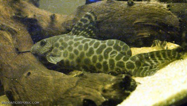 Synodontis pardalis