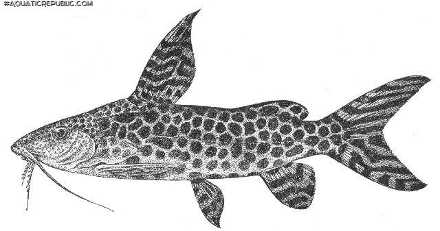 Synodontis pardalis