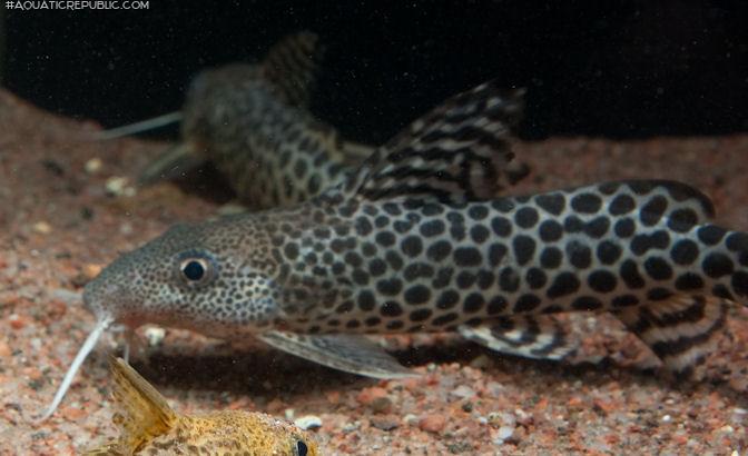 Synodontis pardalis