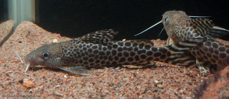 Synodontis pardalis