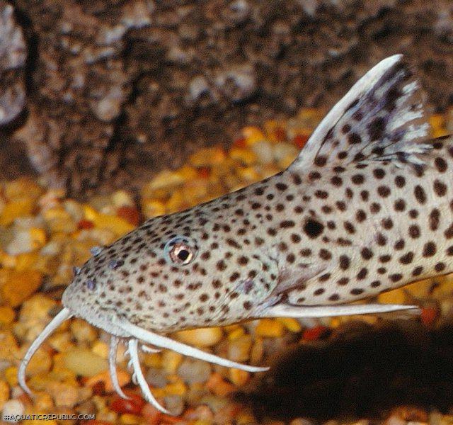 Synodontis petricola