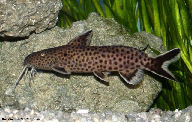 Synodontis petricola