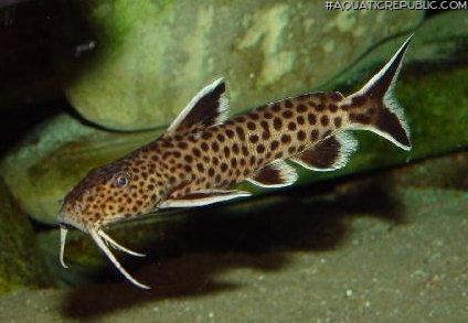 Synodontis petricola