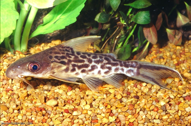 Synodontis pleurops