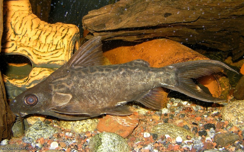 Synodontis pleurops