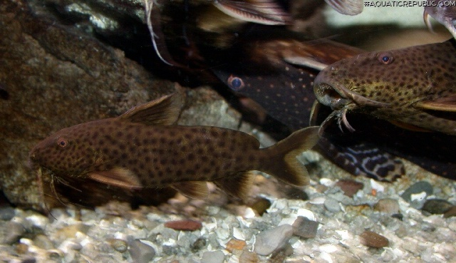 Synodontis polli