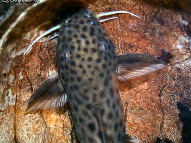 Synodontis polli