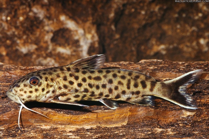 Synodontis polli