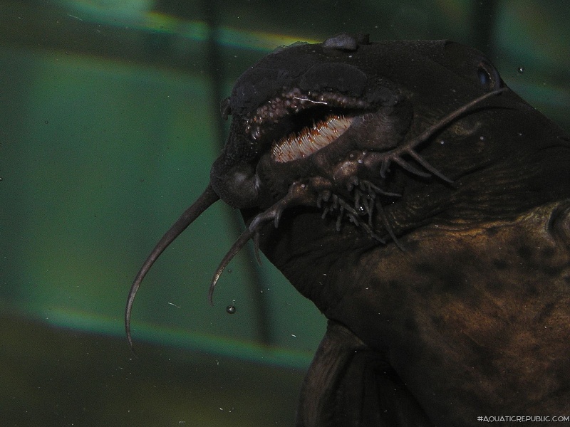 Synodontis polli