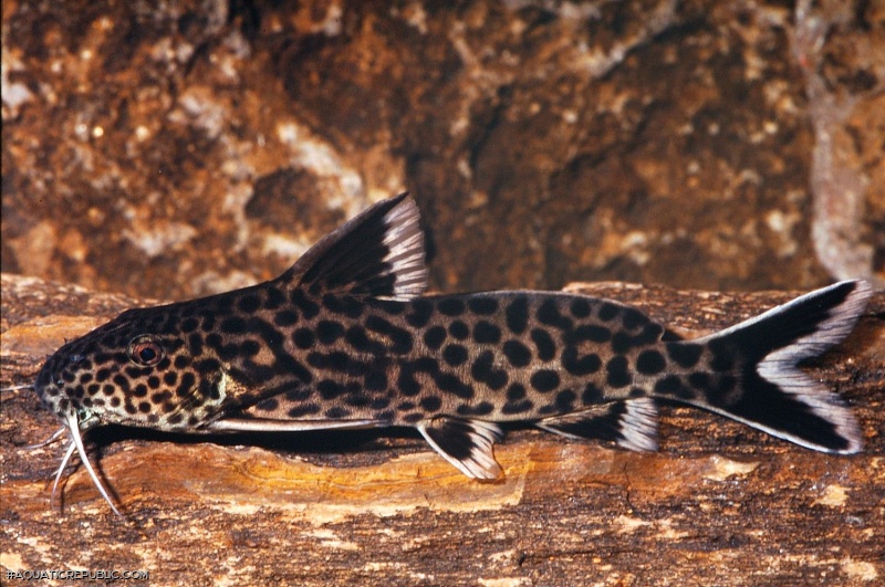 Synodontis polli