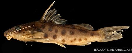 Synodontis pulcher