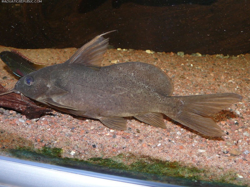 Synodontis punctifer