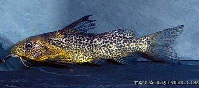 Synodontis punctulatus