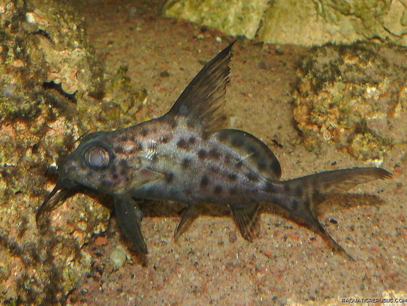 Synodontis resupinatus