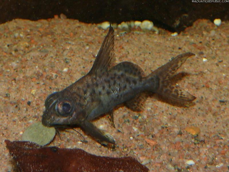 Synodontis resupinatus