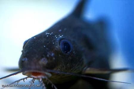 Synodontis robbianus