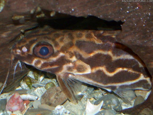 Synodontis robertsi