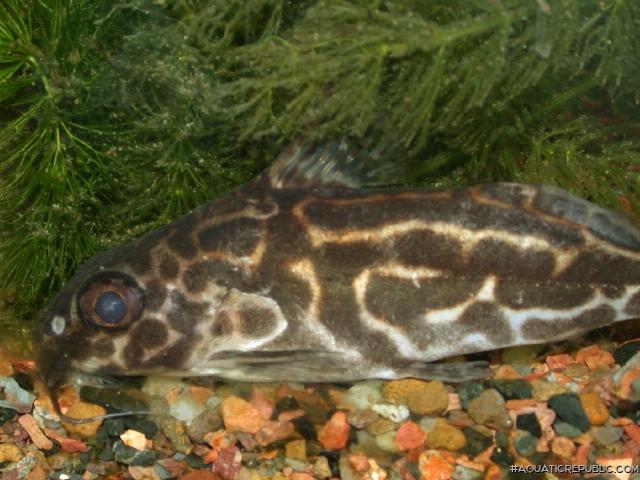 Synodontis robertsi