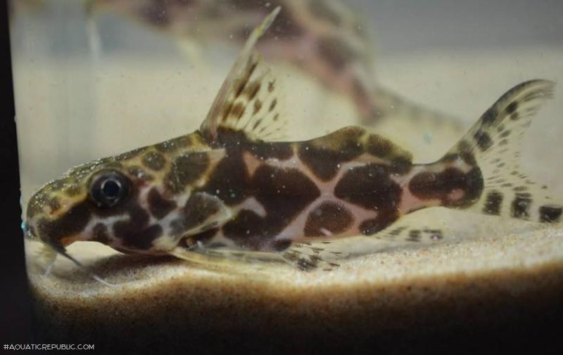 Synodontis robertsi