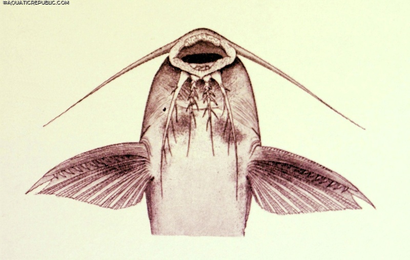 Synodontis ruandae