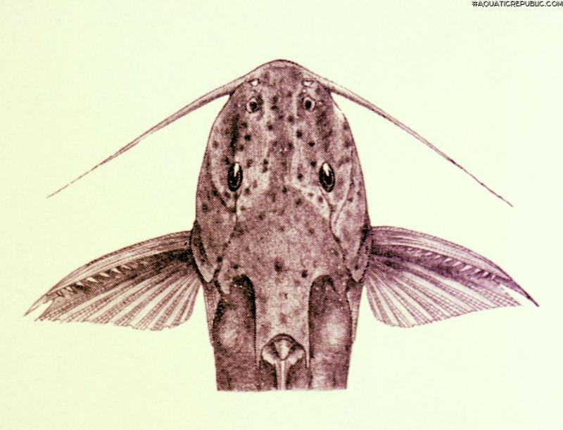 Synodontis ruandae