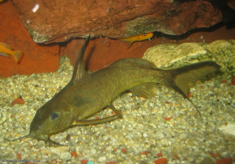 Synodontis rufigiensis