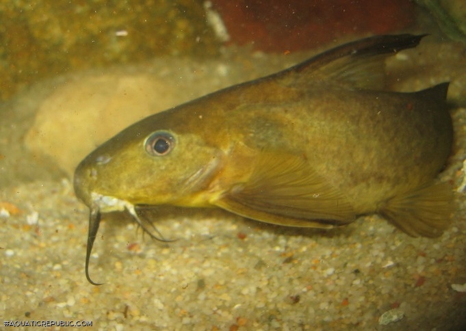 Synodontis rufigiensis