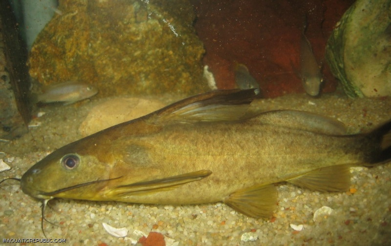 Synodontis rufigiensis