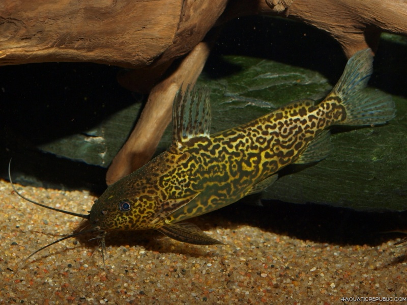 Synodontis schoutedeni