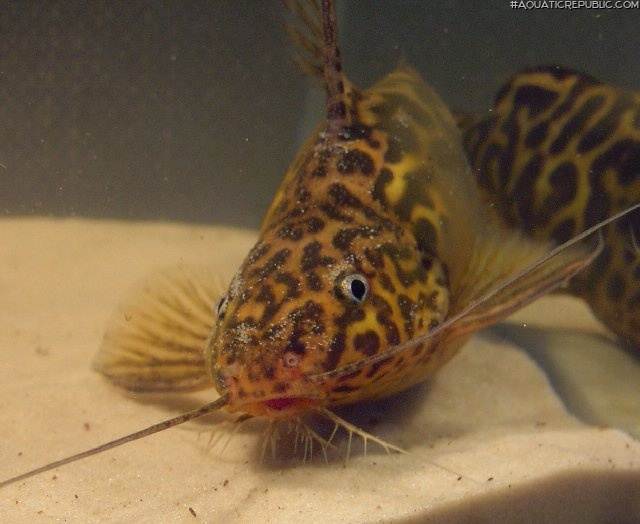 Synodontis schoutedeni