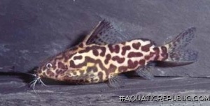 Synodontis schoutedeni