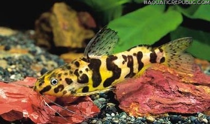 Synodontis schoutedeni