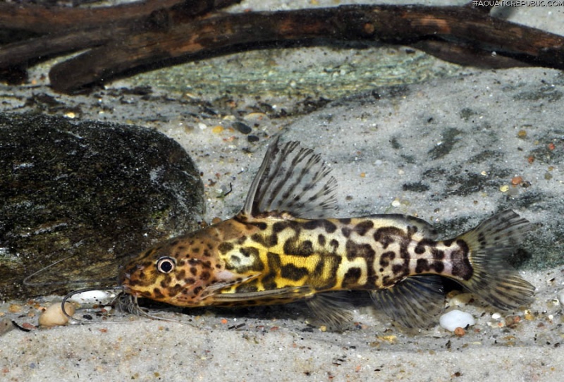 Synodontis schoutedeni