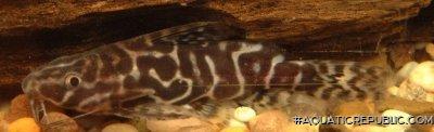 Synodontis serpentis