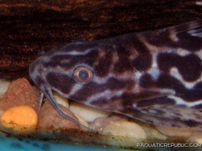 Synodontis serpentis