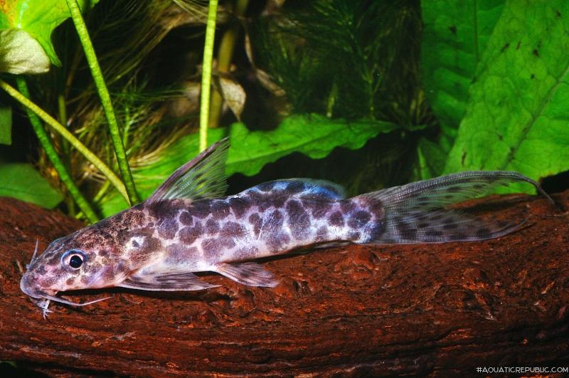 Synodontis soloni