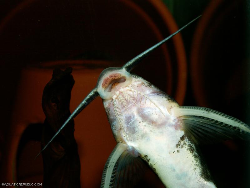 Synodontis soloni